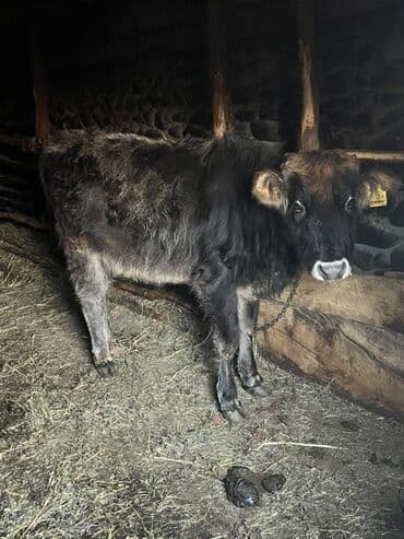 Satılır zaqatalada