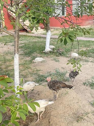 heyrati cucesi: Damazlıq — 2