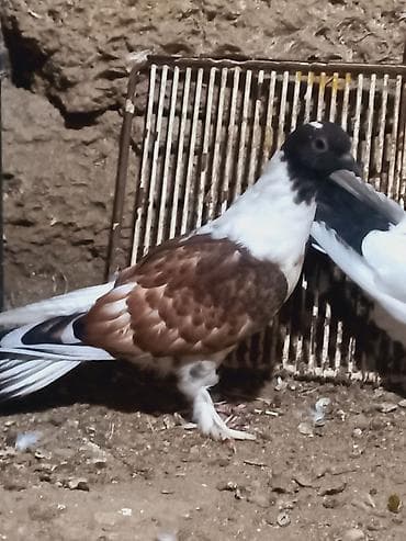 bulbul quşu: Salam 6 dene secme quşlardi hamsi saglam bala veren heyvandi ucuşlarda — 3