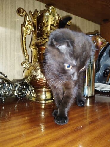 шотландская кошка: Шотладская вислоухая, Самка, Самовывоз — 1