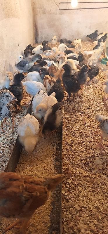 kənd cuceleri: Toyuq cücələri, Damazlıq, Ödənişli çatdırılma — 7