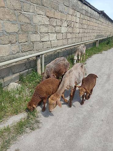 qoyun qiymətləri: Uc ana uc. balla bir ana bir balla qiymet. 350 m cavan qoyunlardi — 2