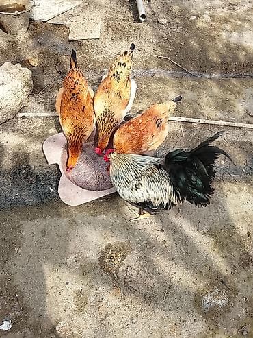 Yemlər: Toyuq, Damazlıq — 2