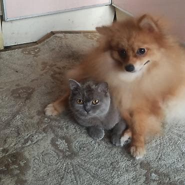 heyvan satisi: Britan, Erkək, Dişi, Yaxşı əllərə, Ünvandan götürmə — 3