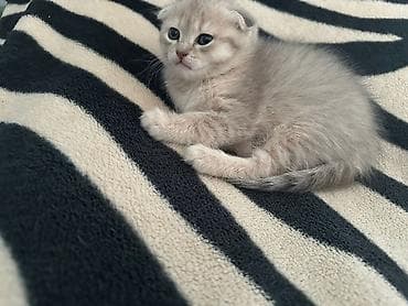 Brit qıvrım və Brit qısa tüklü pişik balaları - Cins: Şotland