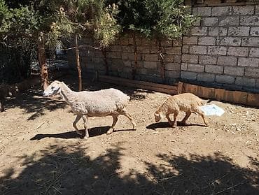 2 si de 3 cü qarindi balanın biri Erkey biri dişidi heyvanlar — 2