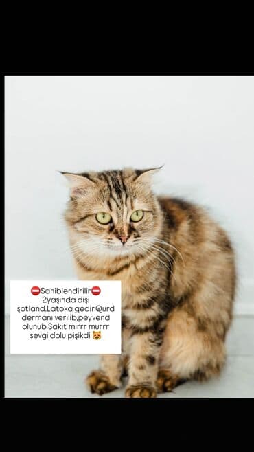 Şotland, Dişi, Yaxşı əllərə