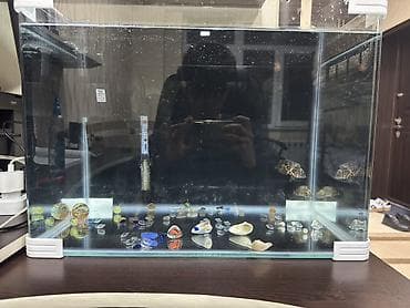 akvarum baliqi: İki ədəd oscar balığı satılır. 5-6 smdır. Tam sağlamdır. Barter — 2