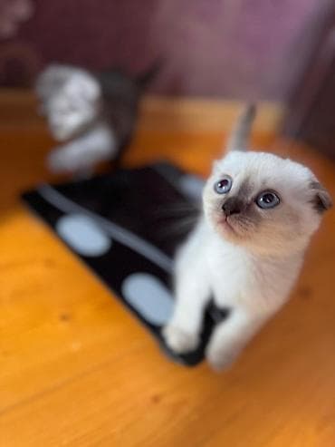 pişik cantası: Şotland yastı qulaq — 6