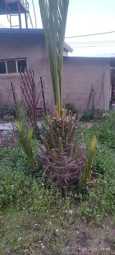 ağaç gülleri: Xurma (xurma xurması) palması – yetişmiş ana gövdəsi və ətrafında bir — 2