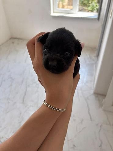 balaca it satisi: Koker spaniyel, 1 ay, Erkek, Peyvəndli — 1