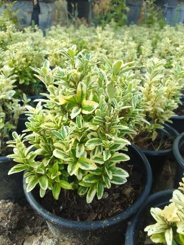 helba bitkisi faydaları: Həmişə yaşıl — 3