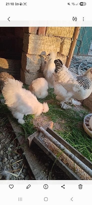 karella quslari: Toyuq, Damazlıq — 2