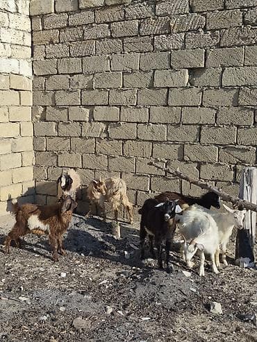 Keçilər, çəpişlər: Salam saglam arpa yonca yeyen heyvanlardı real alıcılar zeng vursun — 3