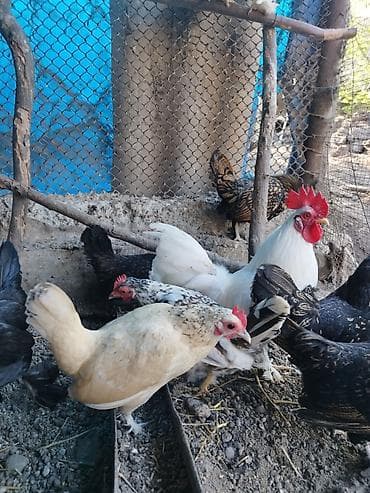 Kənd təsərrüfatı quşları: Toyuq, Damazlıq — 4