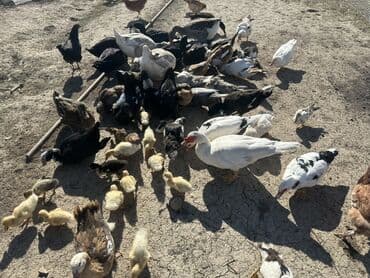 kuban ördek: Salam Aleykum Satılır Ördək Qaz Ördək Cücəsi Toyoq 36 Ədəd Lal Ördək — 5