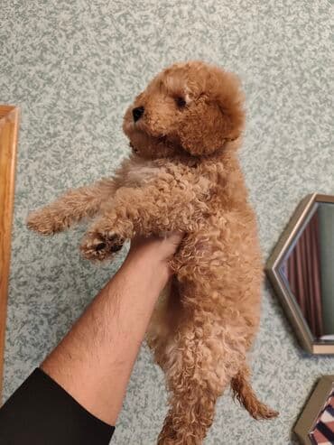 pisik ucun qurd dermani: Pudel, 2 ay, Dişi, Peyvəndli — 2