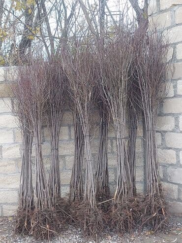 zeytun sirniyyat quba: Satış: ağac tingləri (köküstü açıq və torpaq komlu) Məhsul təsviri: - — 2