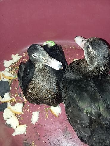 cin bildircin: Lal Ördek Sağlam Dişi Erkey Cütü 30Manat — 2