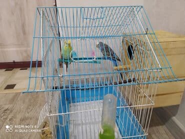 Yataqlar: Salam. qəfəs və iki ədəd erkək dişi tutuquşu birlikdə. qiymət sondur — 5