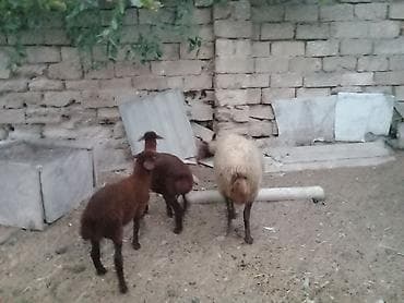 Inəklər, öküzlər: Salam endirim olacaq dişi qoyun iki balasıyla əkiz 1 Erkey 1 dişi — 2