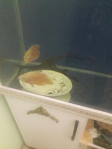 Quşlar: Oskar balığı, Yırtıcı — 2