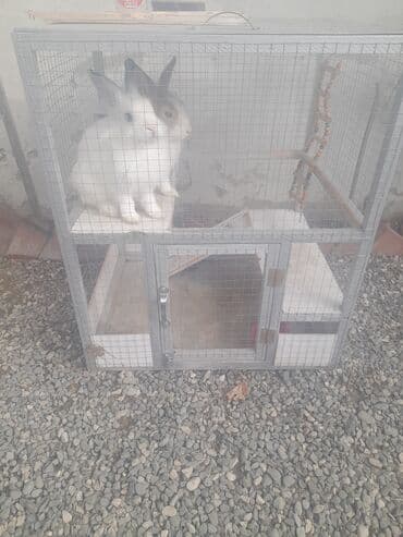 ereb dovşanı: İkiqatlı dovşan qəfəsi - Material: möhkəm taxta karkas, sinklənmiş — 2