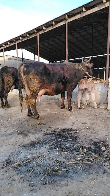 inəyin balası: 17 litir sud verir 4cu balasidi 10 gundu dogub erkey balasi var — 1