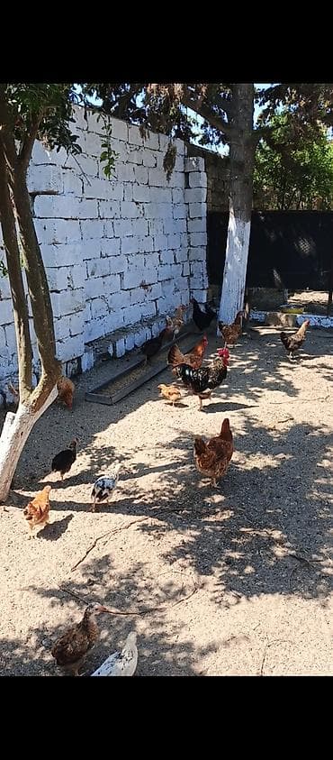 K/t heyvanları və malları: Yumurtlayan Kend Toyugları Hamısı Toyuğ altınan Cıxıb 10 eded Toyug — 4