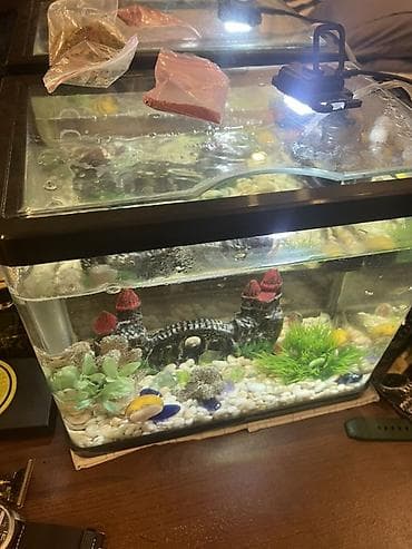 tap az ev itleri: Dördbucaq akvarium, Boş, 12 l, Ünvandan götürmə — 3