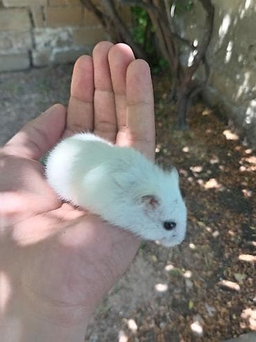 Düm ağ dişi mini cunqarik xamyak, əldə rahat oynatmaq olur qəti at lalafo.az Düm ağ dişi mini cunqarik xamyak, əldə rahat oynatmaq olur qəti