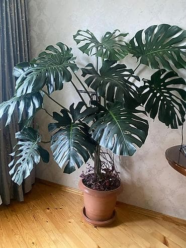 Digər bitkilər: Böyük ölçülü Monstera deliciosa (şveytsariya pendiri bitkisi) – — 1