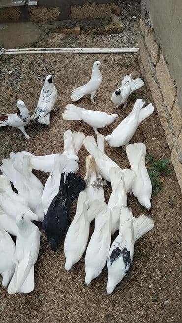 şahin quşunun qiyməti: Enniquyruğlar satılır. Hazır Cütlərdə var təklərdə biri 20 manat sec — 2