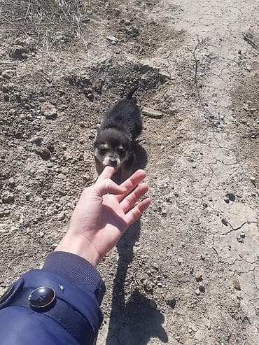 Птицы: Звонок, С прививками — 4