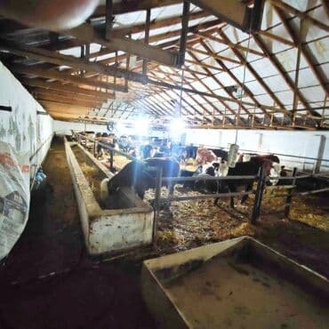 vasitəcisiz birbaşa sahibindən mənzil kirayələmək: Kənd təsərrüfatı, Mülkiyyətçi, Bələdiyyə, Kupça (Çıxarış) — 19