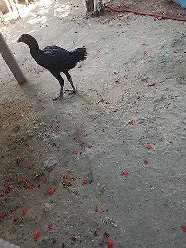toy putel: Toyuq cücələri, Damazlıq — 6