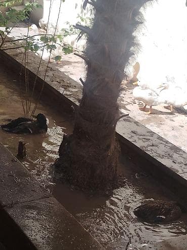 tap.az toyuqlar: Dişi, Yumurtalıq — 2