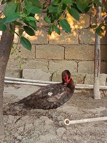 Ördəklər: Erkəy macar sortu aktidi dişidə qarişigdi qoymət ikisinə aiddir — 5
