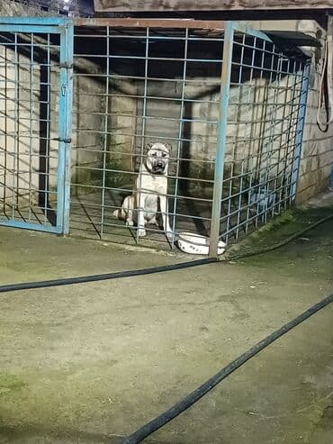 zvonok itləri: Qurdbasar, 8 ay, Ünvandan götürmə — 2