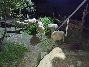 чобан ити: Qoyunlar satılır 10 baş orta yaş heyvanlardı — 3