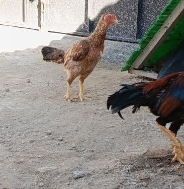 Gəmiricilər: Xoruz, il: 1, Ödənişli çatdırılma — 6