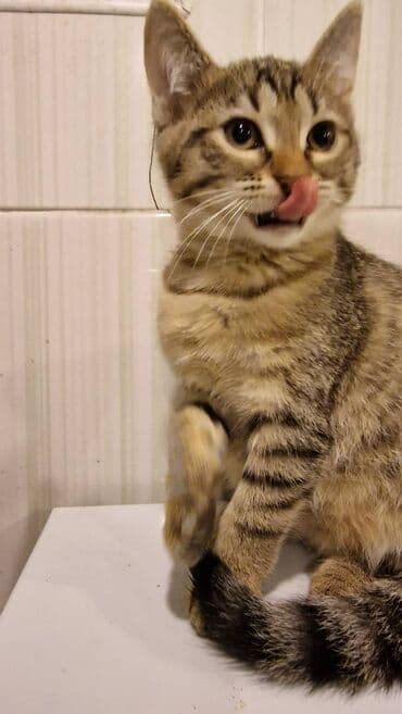 pulsuz pişik balaları 2023: Sibir, Dişi, Erkək, Yaxşı əllərə — 4