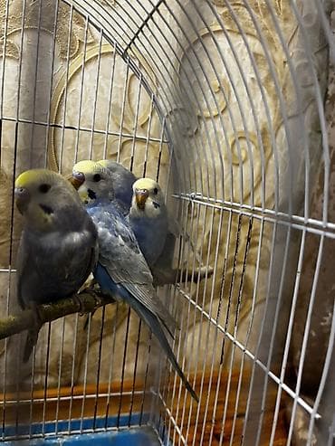 jako tutuquşunun digər adı: Rainbow papuqayları satılır tam sağlamdılar dəyərini bilən insanlar — 5