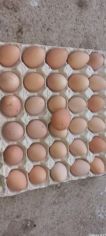 cins inək: Toyuq, Damazlıq — 2