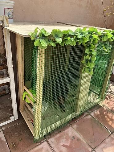 toyuqlar satılır: Aşağı yeri var toyuq və quş yuvası — 2