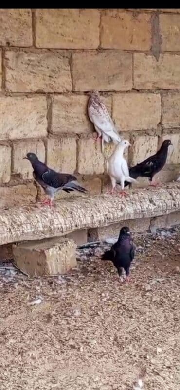 tuk tuk mmc: Her reng quş var.Qiymet goyercine gore deyisir.Bakidadirlar saf qan — 1