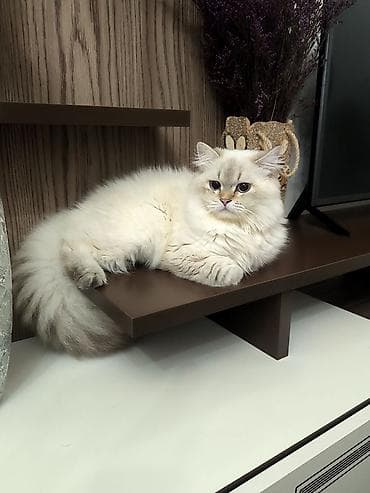 cins atlar: Erkək, Cütləşmə üçün — 2