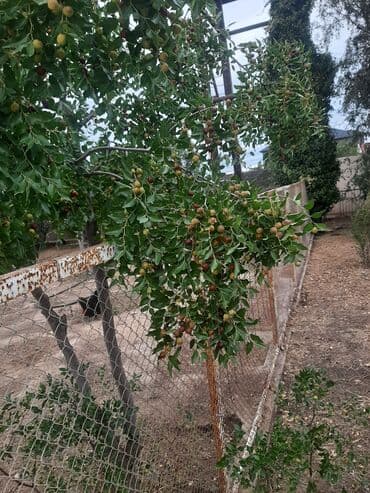 leylandra ağacı: İydə və innab tingləri .Ünvan Bilgəh.Razılaşma yolu ilə.Ağacların — 7