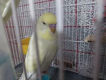 Çex tutuquşu balası satılır öz quşlarımın balasıdır 2 aylıqdır çox