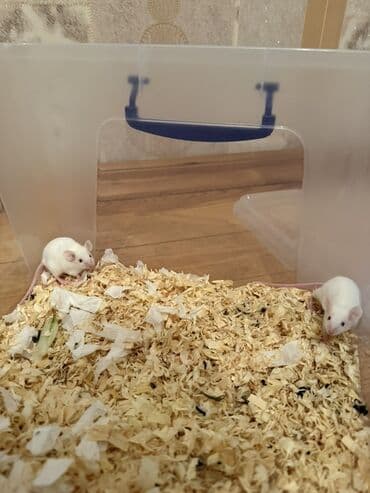 Akvariumlar: Tecili satıram!! İksi 15 manata Ağ rəngli dekorativ siçanlar - — 3